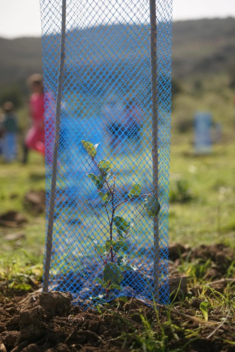Noticia: Green Globe ha organizado unas jornadas de reforestación con los escolares de Casares - Green Globe