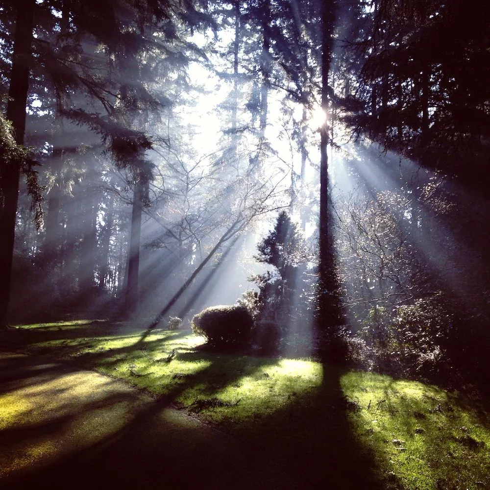 Noticia: Sorteo Día Mundial de los Bosques - Green Globe