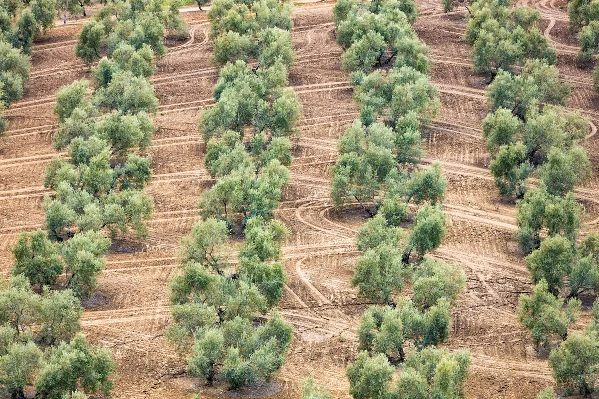 Vista aérea de un olivar andaluz, paisaje rural donde Green Globe presta consultoría ambiental en Andalucía con la Ley LEGAM